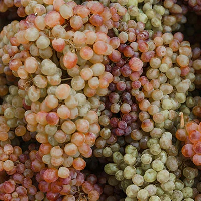 Best Buy Credit Card Annual Fee – The Truth Revealed